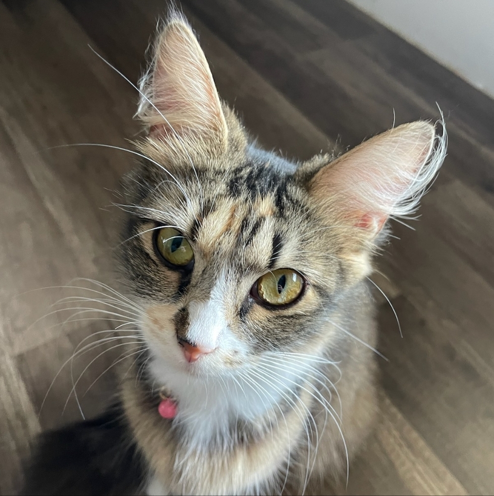 Meet your Posher, Joshua